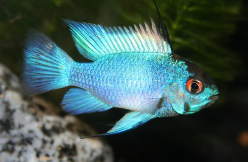 Ram - Electric Blue Ram - Electric Blue